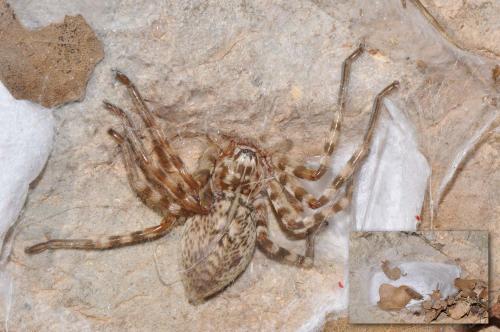 Eusparassus walckenaeri