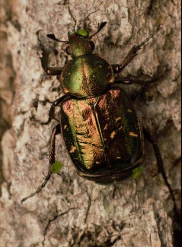 Gnorimus nobilis