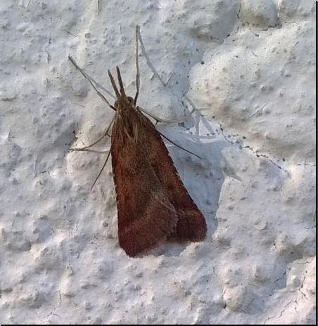 Réf. 183 206 : Synaphe punctalis