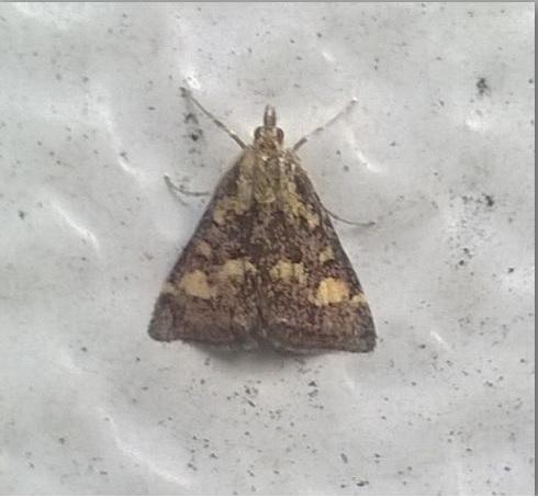 Réf. 183 834 : Pyrausta purpuralis