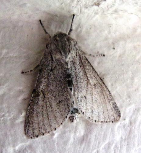 Acronicta leporina