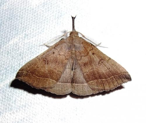 Pechipogo plumigeralis