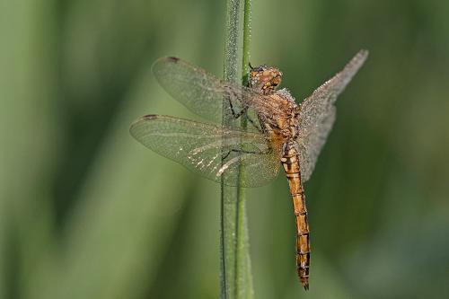 Réf. 183 037 : Trithemis annulata