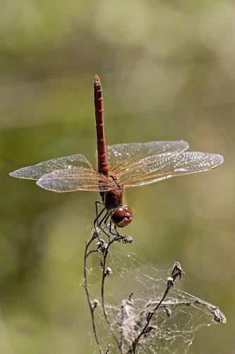 Réf. 183 344 : Sympetrum fonscolombii