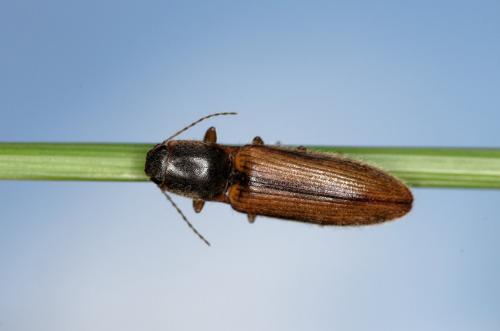 Réf. 183 261 : Athous sp.
