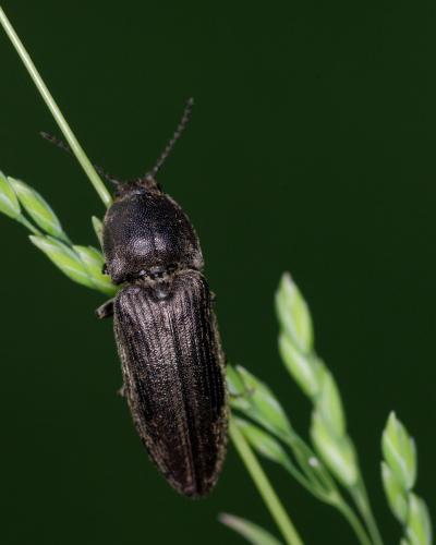 Cidnopus pilosus
