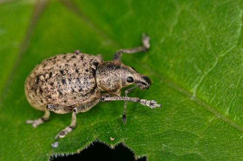 Réf. 183 082 : Liophloeus tessulatus