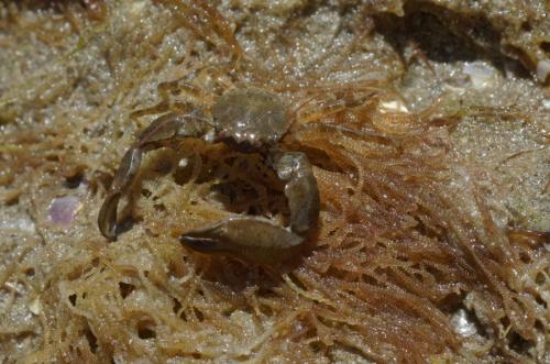 Réf. 183 953 : Pisidia longicornis