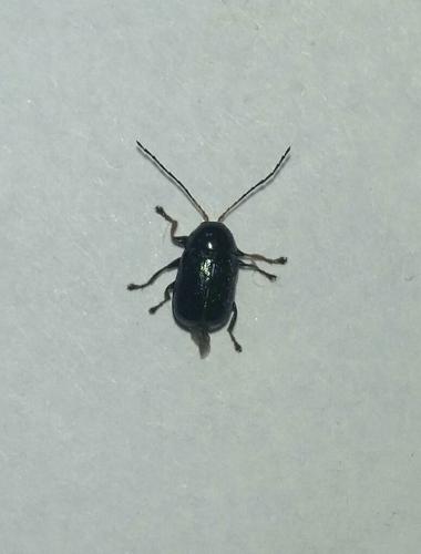 Réf. 183 744 : Cryptocephalus sp.