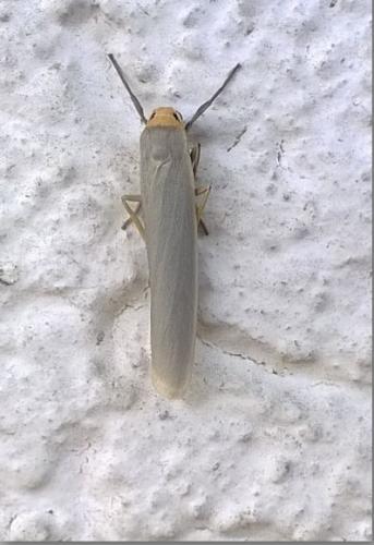 Réf. 183 778 : Eilema caniola