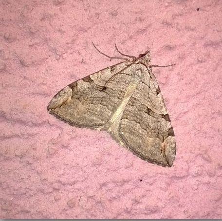 Aplocera sp.