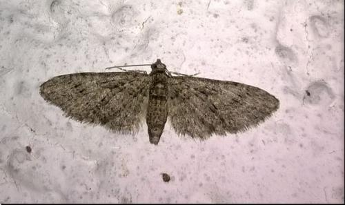 Réf. 183 209 : Eupithecia abbreviata