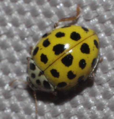 Psyllobora vigintiduopunctata