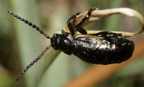 Réf. 183 095 : Arima marginata