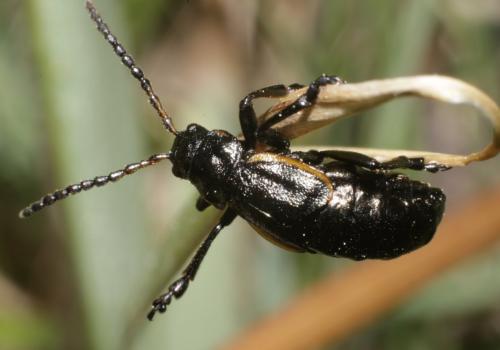Réf. 183 096 : Arima marginata