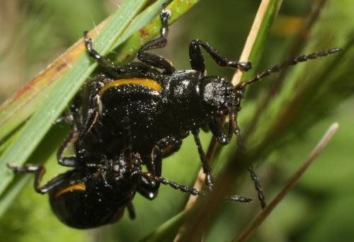 Réf. 183 094 : Arima marginata