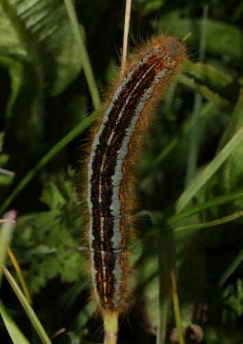 Malacosoma sp.