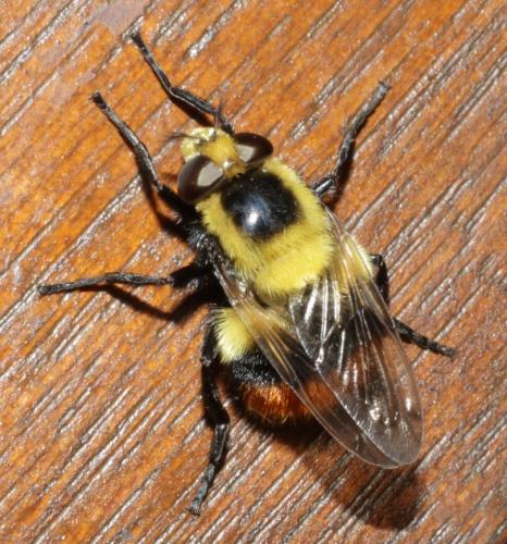 Réf. 183 128 : Volucella bombylans