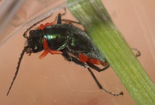 Malachius sp.