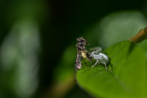 Misumena vatia