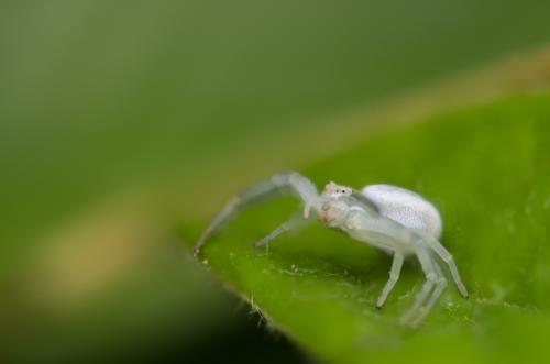 Misumena vatia
