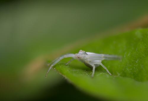 Misumena vatia