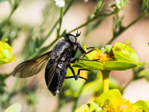 Dasyrhamphis ater
