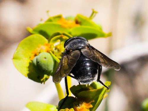 Dasyrhamphis ater