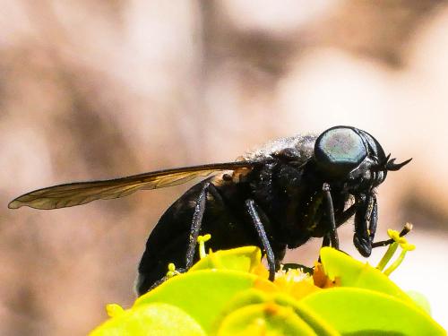 Dasyrhamphis ater