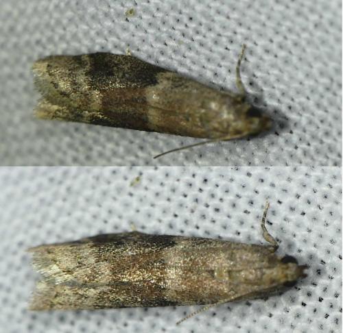 Réf. 183 445 : Ephestia sp.