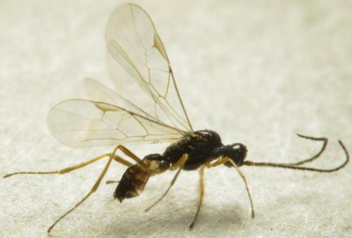 Réf. 183 108 : Blacus sp.