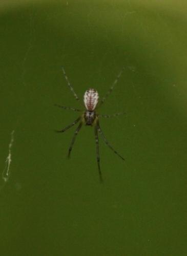 Réf. 183 919 : Linyphia sp.