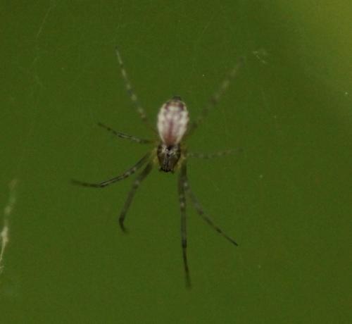 Réf. 183 920 : Linyphia sp.