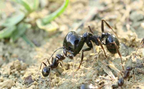 Messor capitatus F] Messor capitatus (Formicidae) Une Fourmi qui a ...