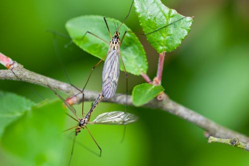 Nephrotoma appendiculata