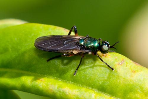 Actina chalybea