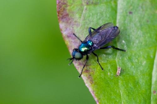 Actina chalybea