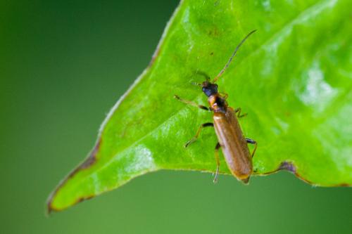 Rhagonycha nigriventris