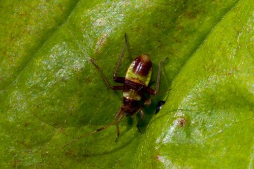 Closterotomus fulvomaculatus