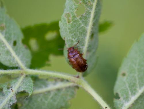 Gonioctena sp.