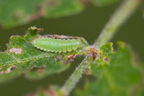Gonioctena sp.