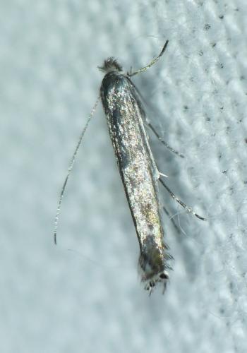 Lyonetia clerkella