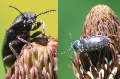 Selatosomus sp.