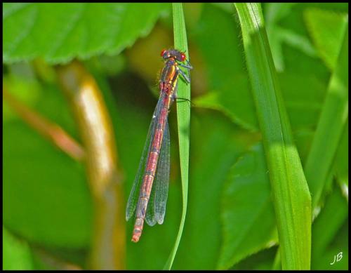 Pyrrhosoma nymphula