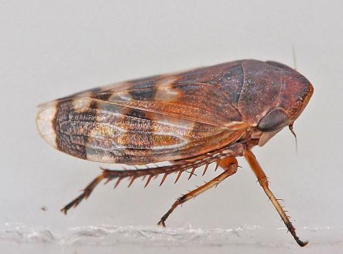 Réf. 183 634 : Anoscopus sp.