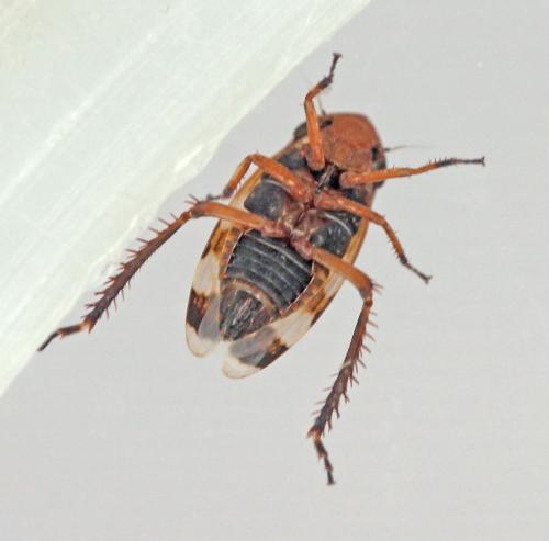 Réf. 183 635 : Anoscopus sp.