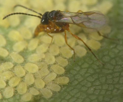 Réf. 183 676 : Aphidius sp.
