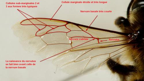 Réf. 183 658 : Apis mellifera