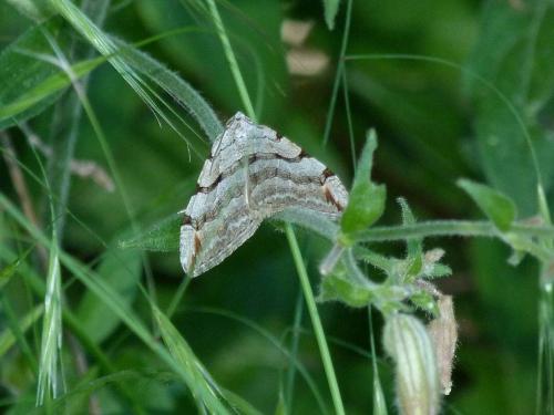 Aplocera sp.