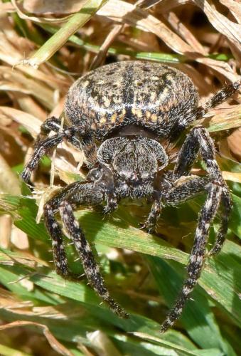 Réf. 183 667 : Nuctenea umbratica